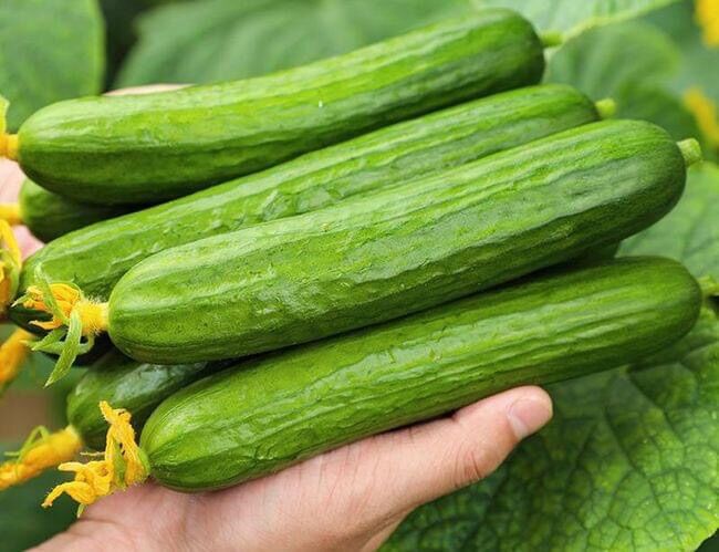 HẠT GIỐNG DUÂ CHUỘT CHÙM TRƠN GREENY