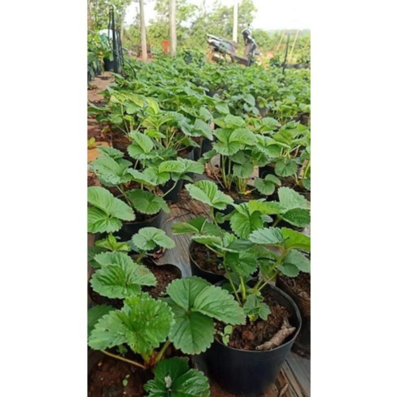 Combo 15 cây giống Thạch Thảo Kép mích màu ( loại màu đẹp hoa to)