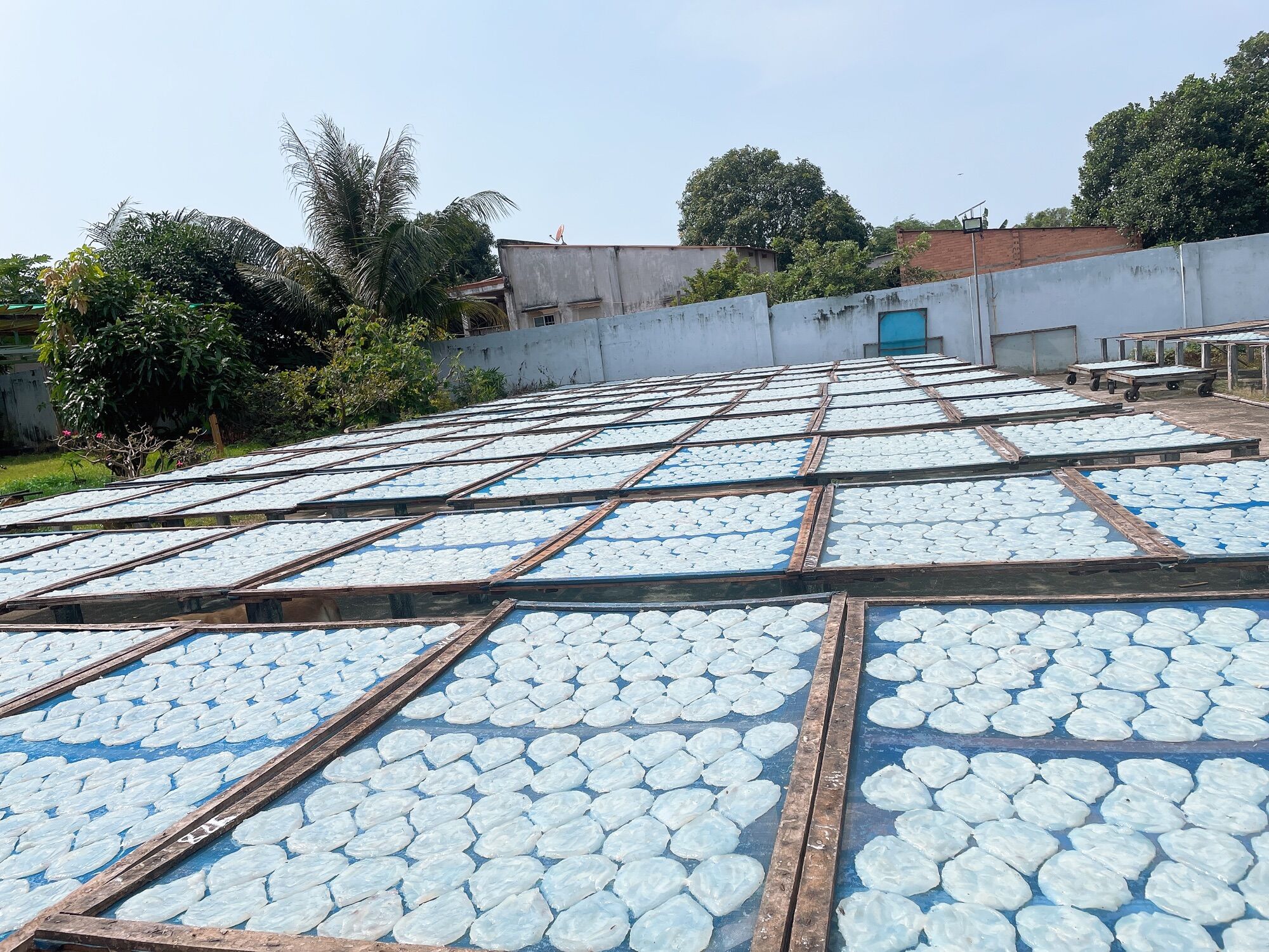 Rìa Cá Bống/Rìa Cá/Cá Bống Nga Sơn 1000G