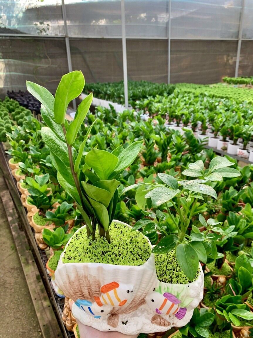 Chậu sứ đôi trồng cây