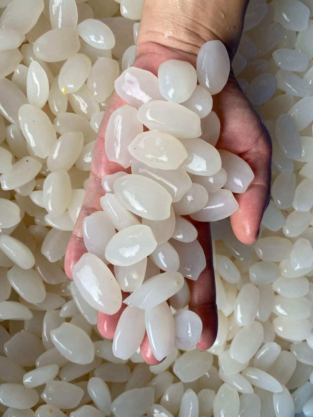 Hạt đác tươi phú yên size trung lớn hàng lựa dẻo ngon 1 ký freeship