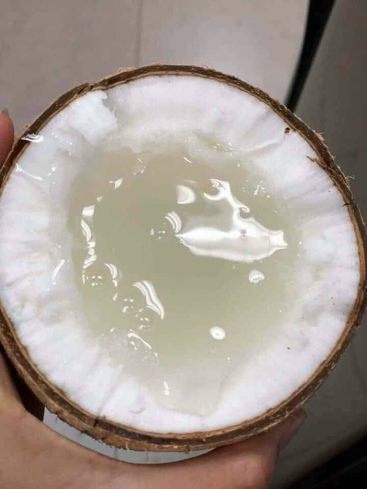 DỪA SÁP LỎNG TRÁI TO HƠN (1000G)