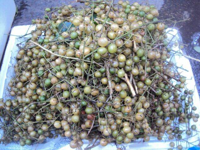 The Macadamia Seedling Is 60cm Tall.