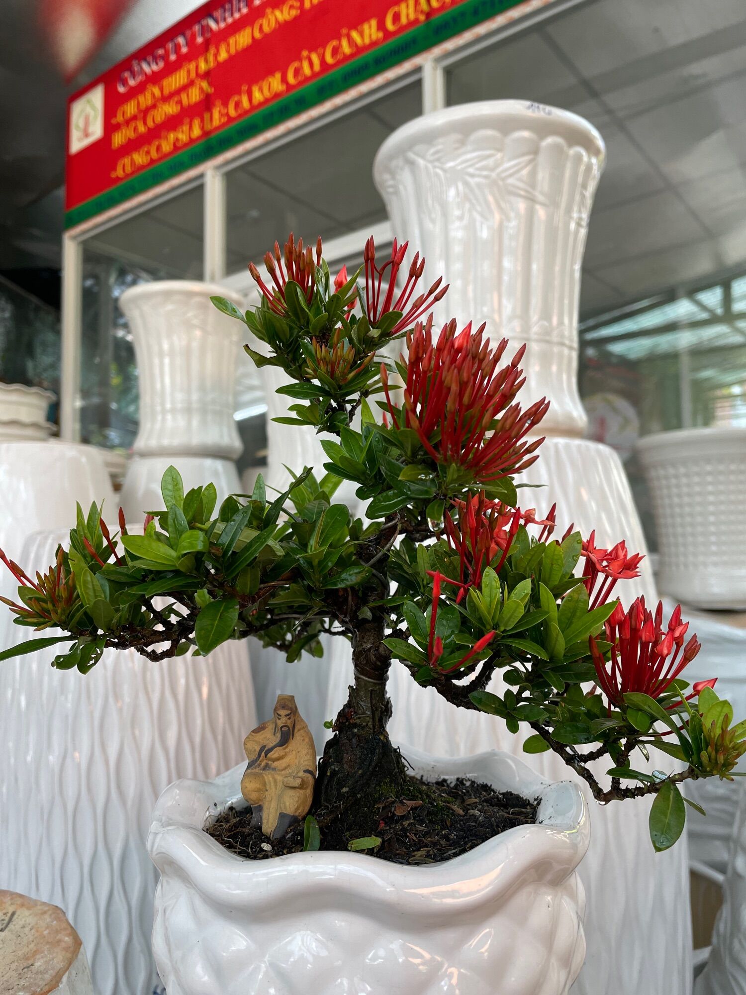 Trang Thái đỏ bonsai mini có chậu