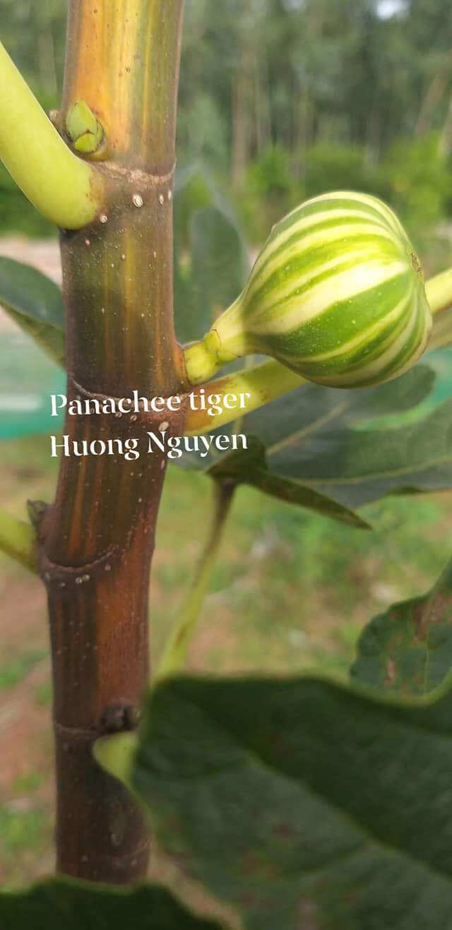 Cây sung mỹ hổ tiger cẩm thạch