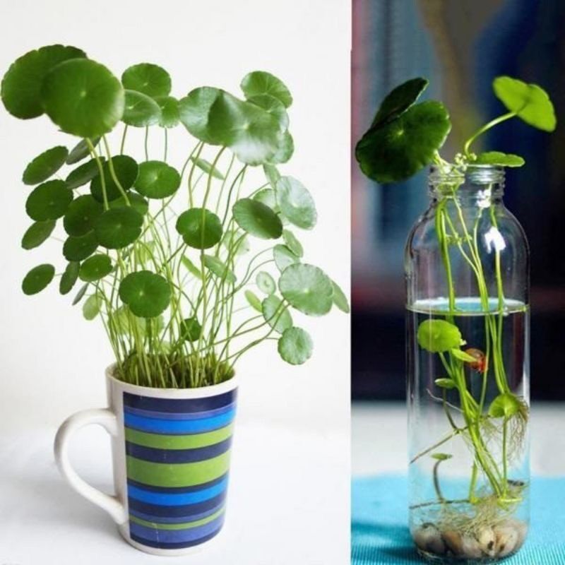 Cỏ đồng tiền trồng thủy sinh