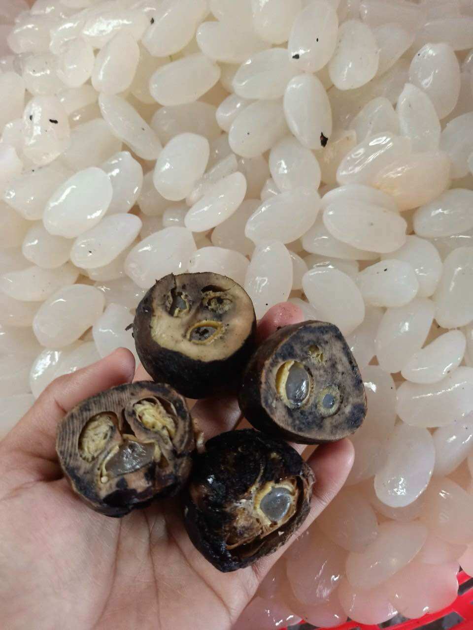 1kg hạt đác nha trang size to, mềm dẻo,ko cứng( có hút chân không)