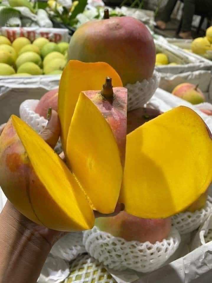 cây xoài úc trái to ăn ngọt