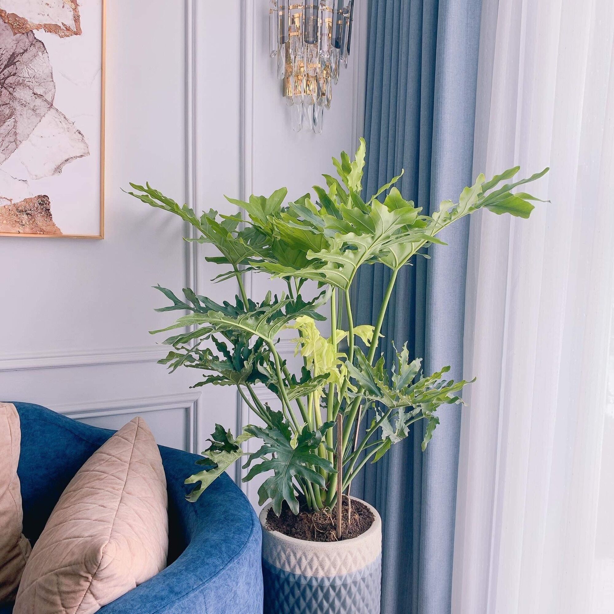 Cây trầu bà thanh Xuân lớn không bao gồm chậu