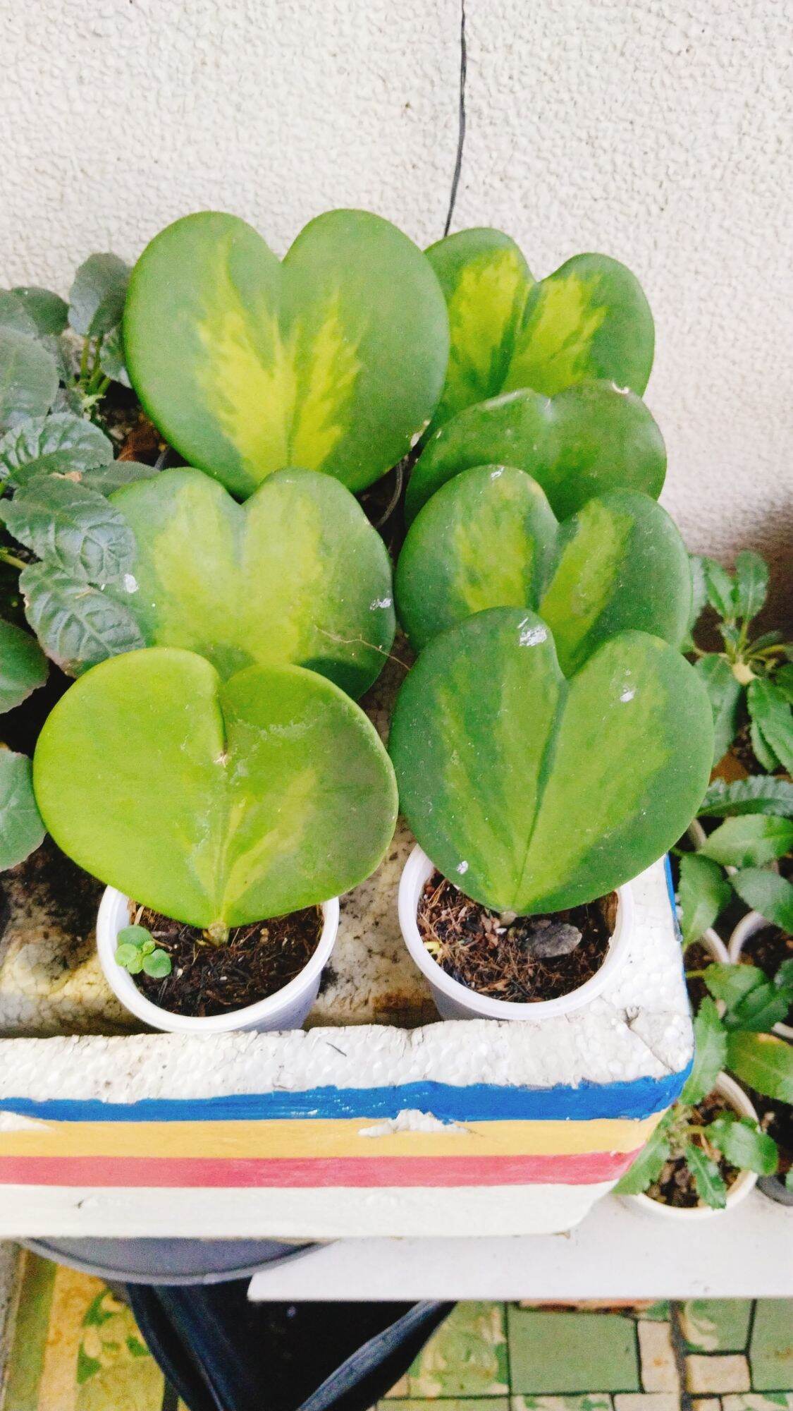 Lan cẩm cù lá tim var