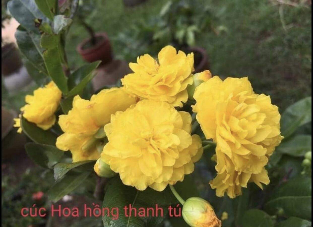 Mai CÚC HOA HỒNG THANH TÚ (giống mai đột biến hoa vừa có nhị và không nhị) ghép gốc mai vàng quấn rễ