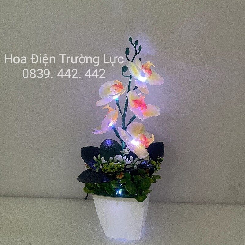 Hoa Lan Trang Trí- Hoa Lan Có Đèn 5 bông