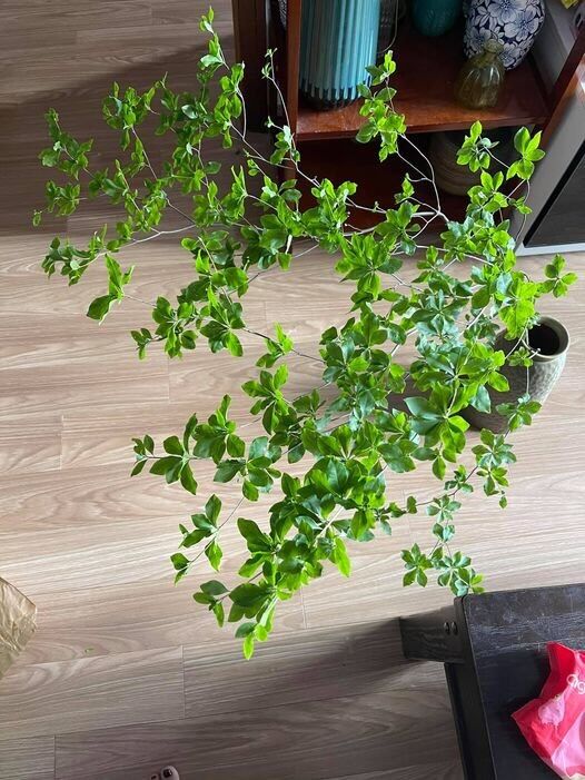 CÀNH THẠCH NAM NHẬT BẢN