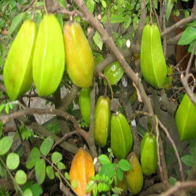 Cây khế nhật chua cao 80cm, cây đẹp như hình cuối.