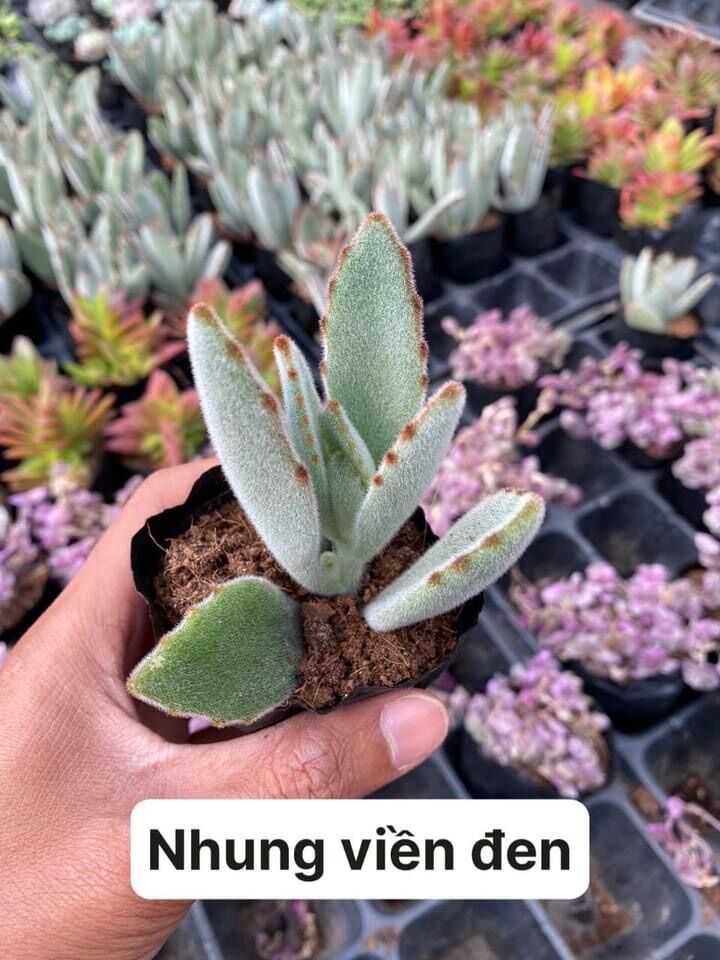 Sen đá lông nhung size bầu 3-5 cm