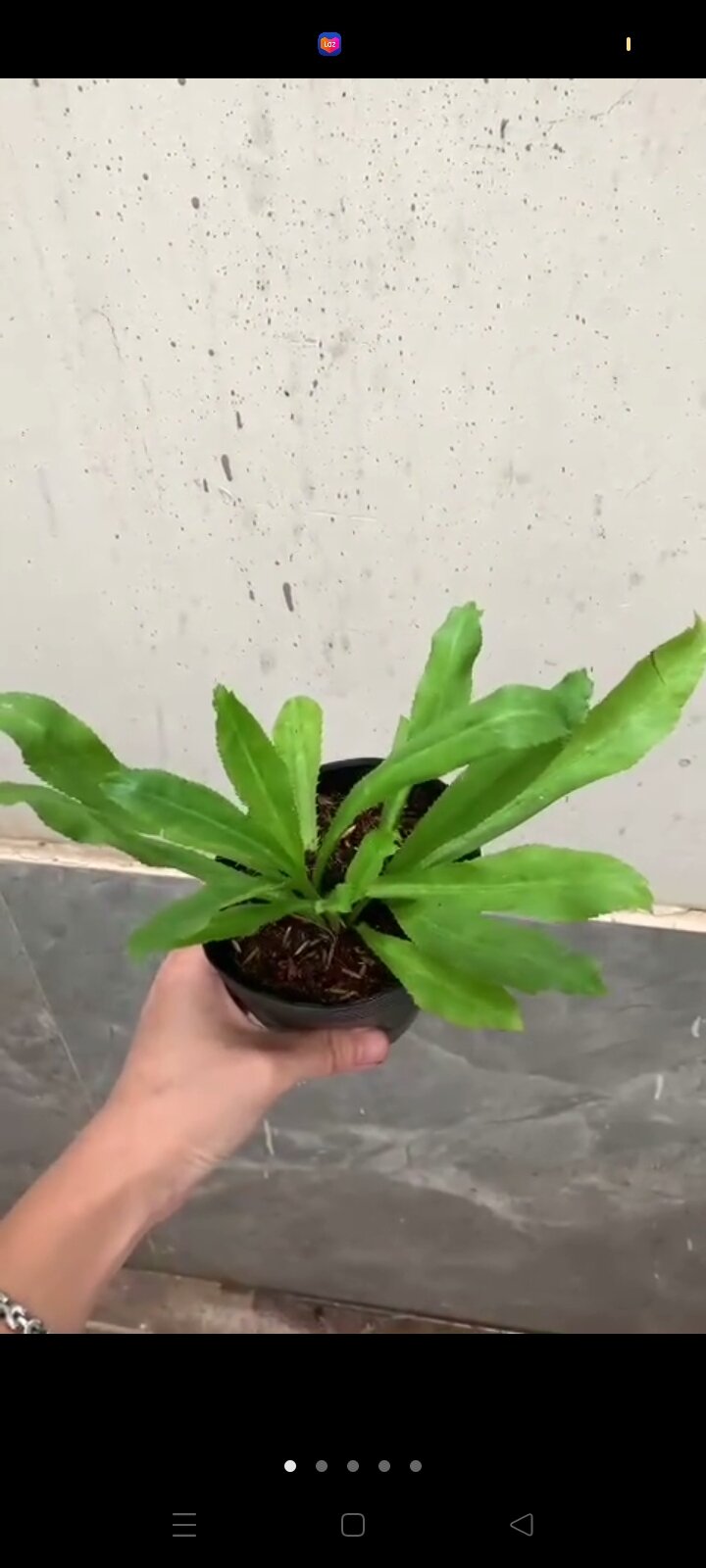 Cây giống ngò gai