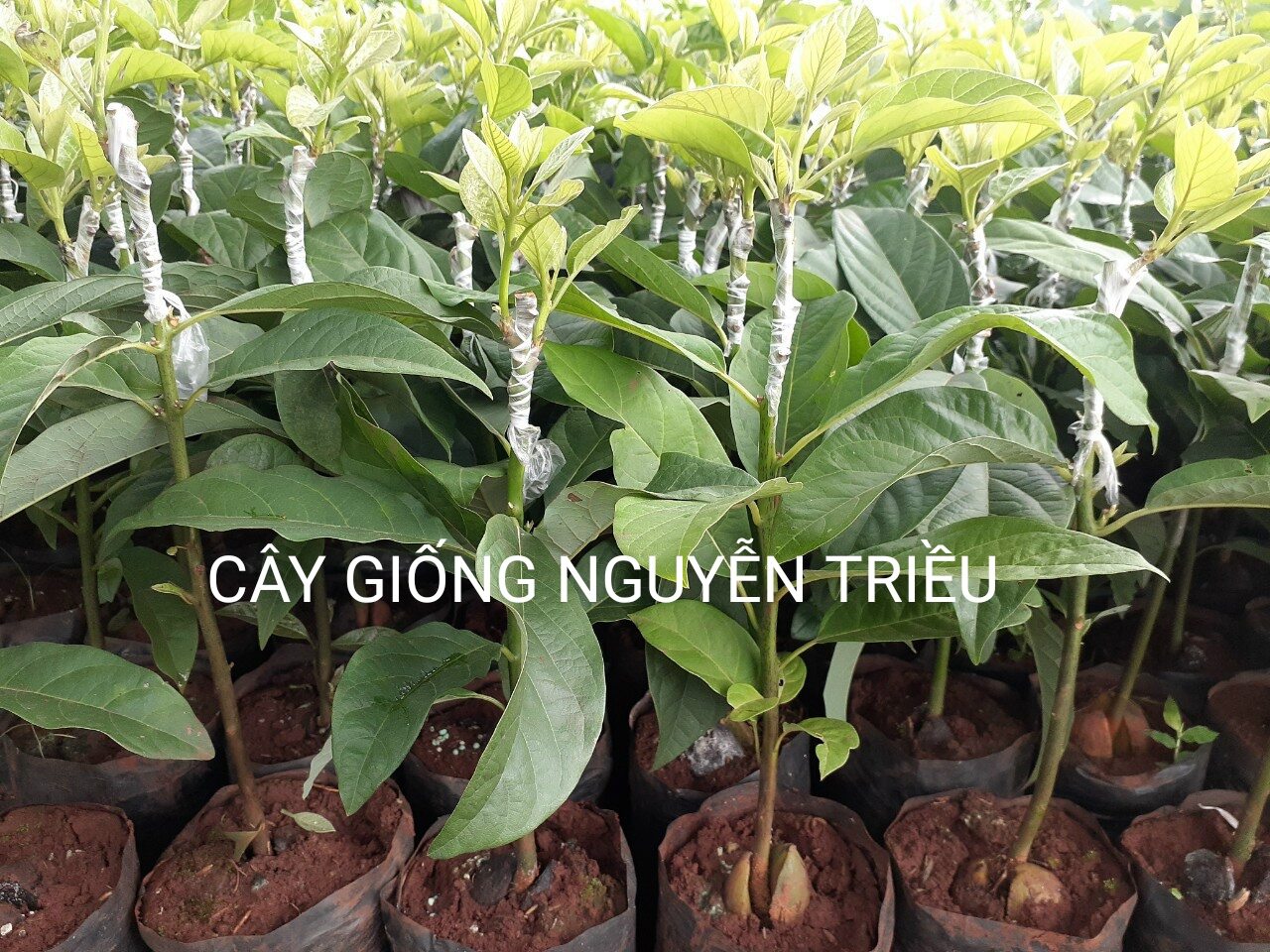 CÂY GIỐNG BƠ 034