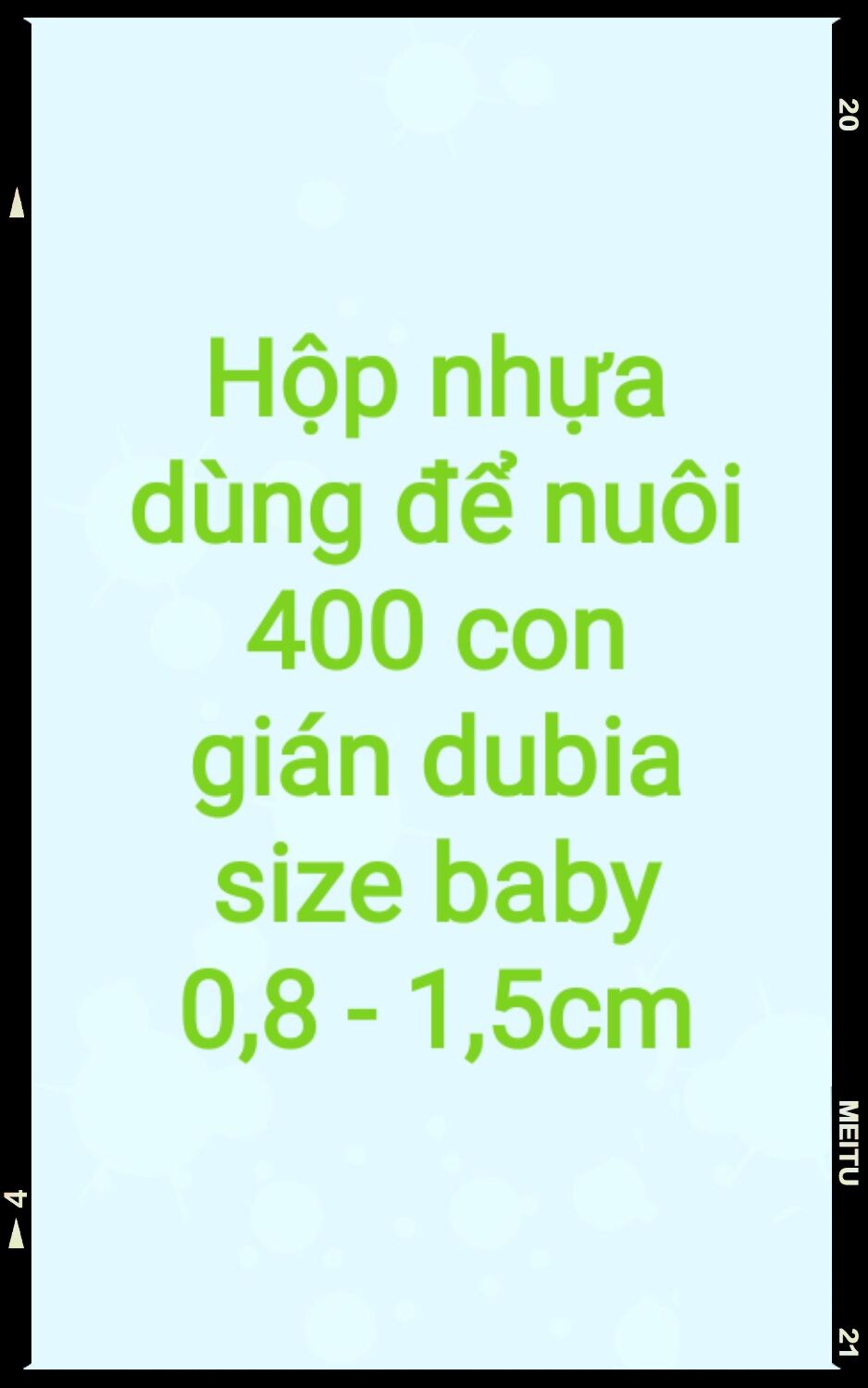 Hộp nuôi 400 con dubia baby 08 -15.