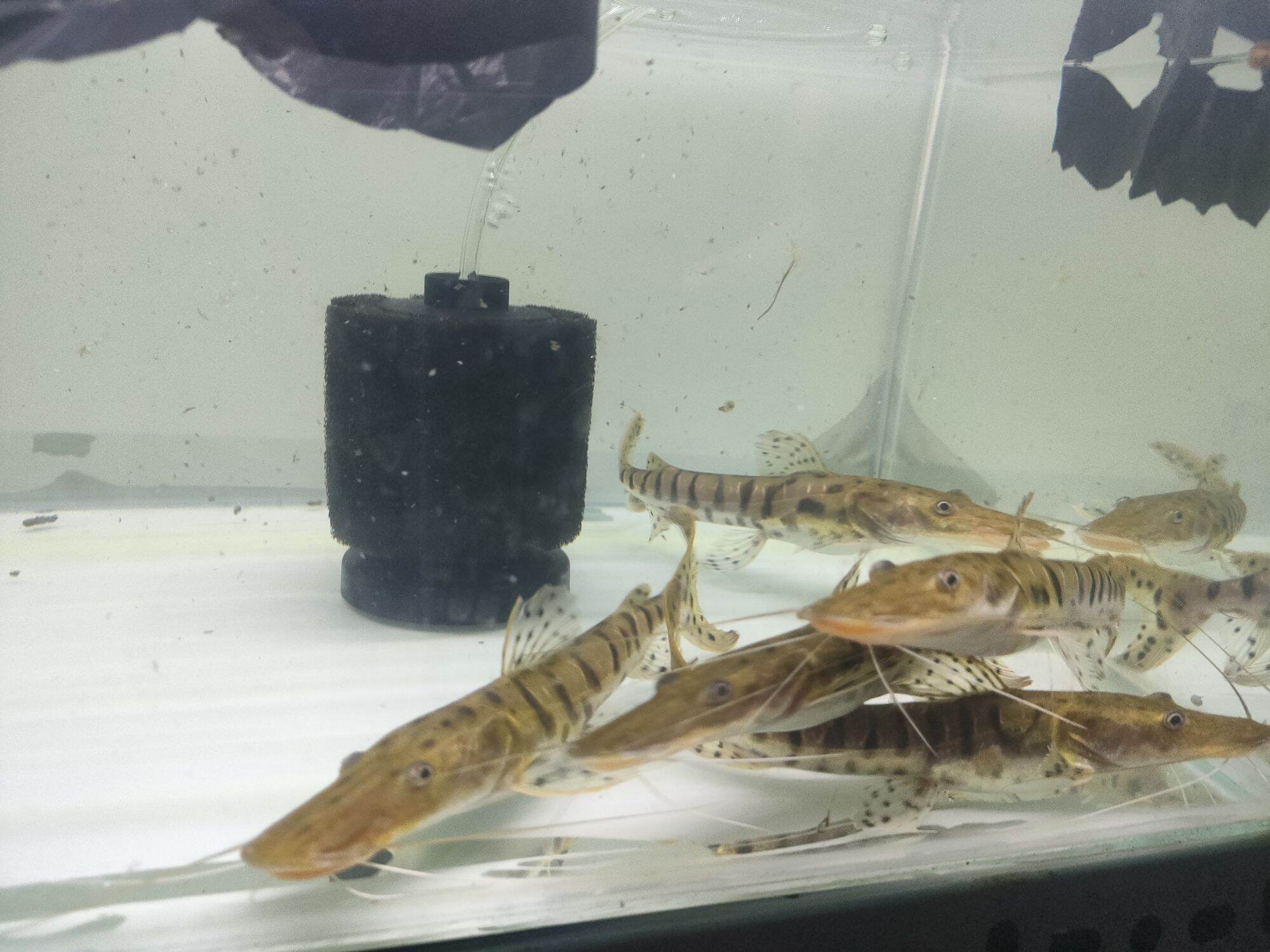 Trê cọp size 15cm dòng cá săn mồi rấ.t dễ nuôi,cá lùa đáy thức ăn chính gồm sâu dế cá mồi... Được hoàn tiền khi cá chết do trong quá trình vận chuyển khi có video lúc kiểm tra hàng