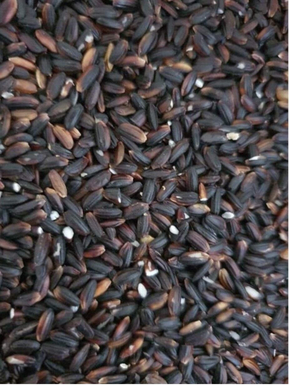 Nếp Cẩm ( Nếp Than ) Đặc Sản Điện Biên ( túi 1 ký )