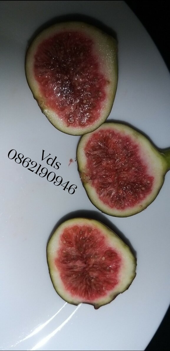 Giống sung Mỹ tím mật ngọt thơm ngon - vds