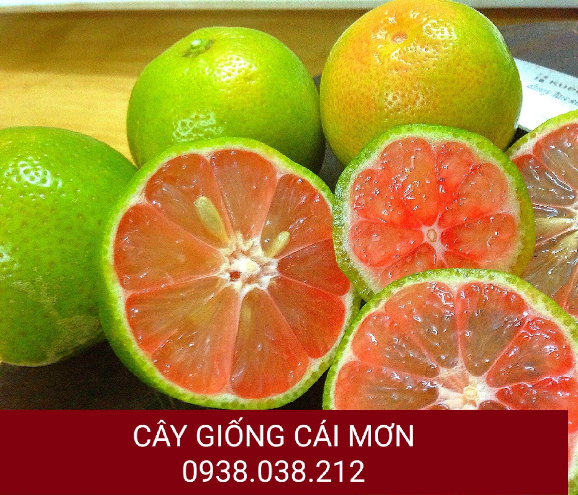 Cây giống chanh đào chiết cành