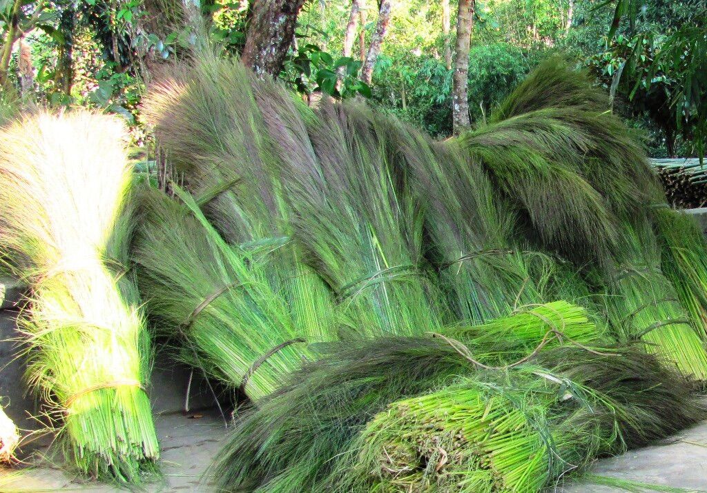 cây chít ,cây đót (gốc giống)
