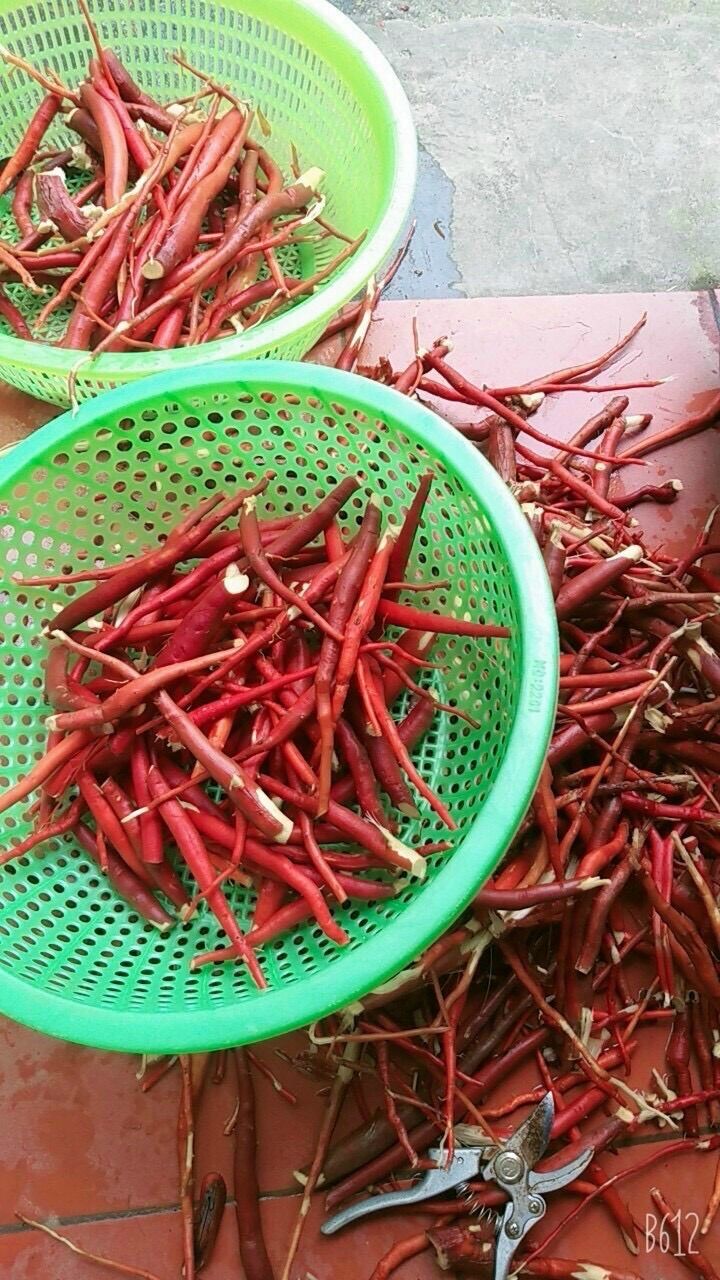 Sâm Cau Đỏ Rừng tây bắc 1Kg