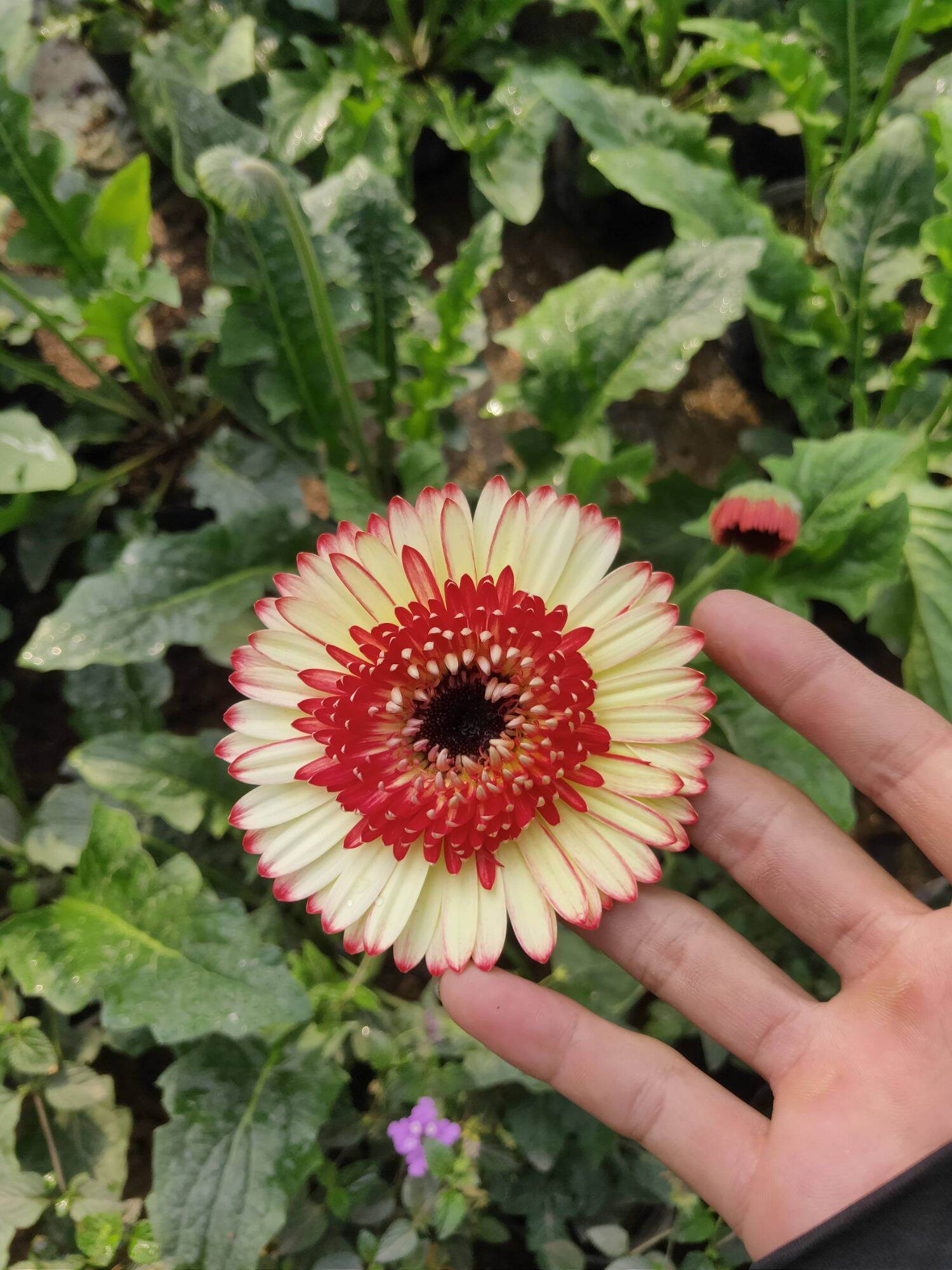 Hoa đồng tiền cao( sắp nụ)