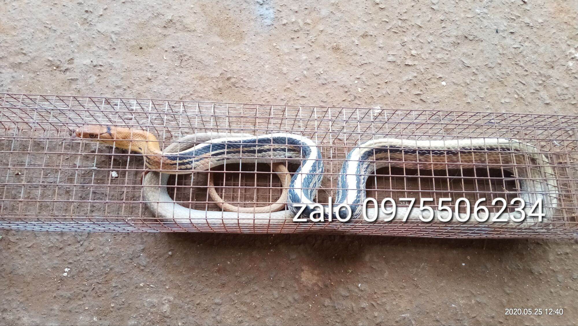 Lồng bẫy rắn 2 hom (dây rút)