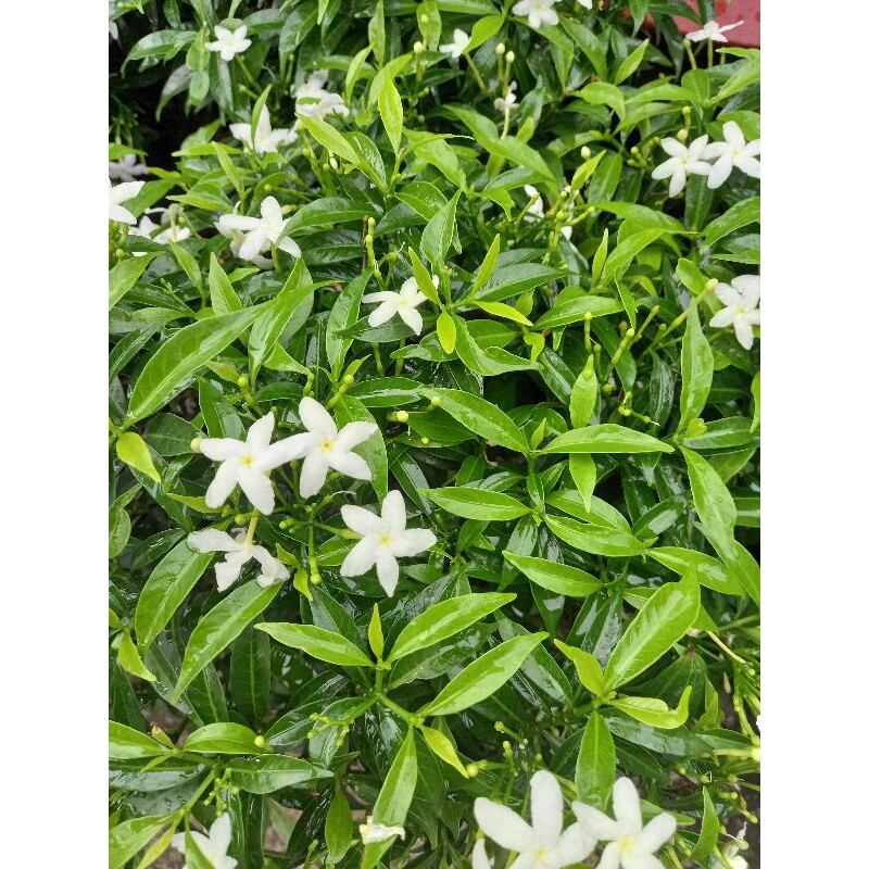 Cây Mai Vạn phúc