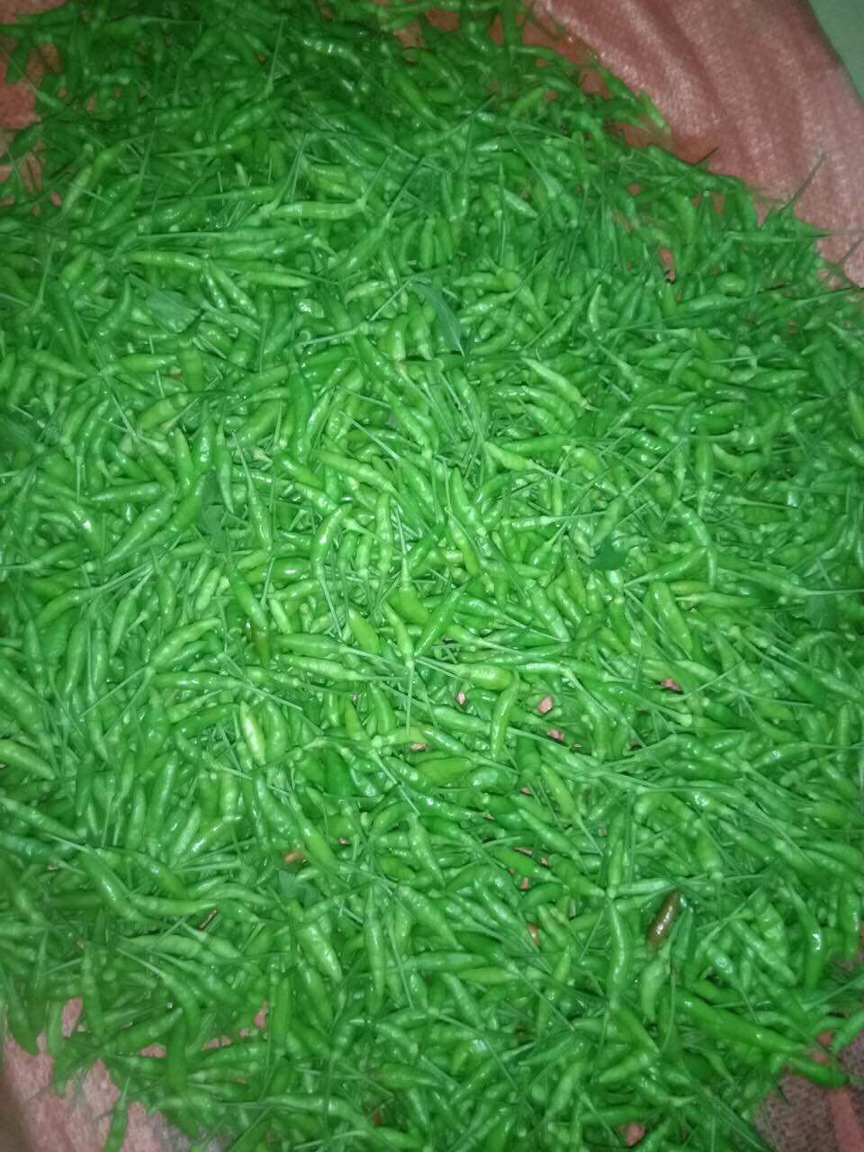 Ớt thóc xanh Sìn Hồ Lai Châu 120k/kg