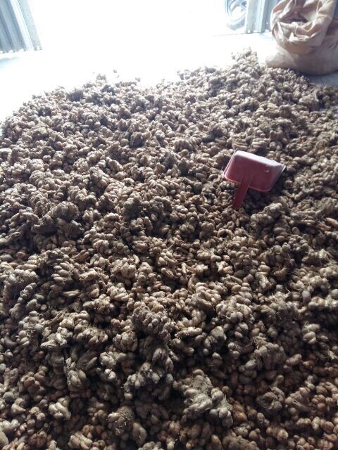 Củ địa liền 1kg tươi