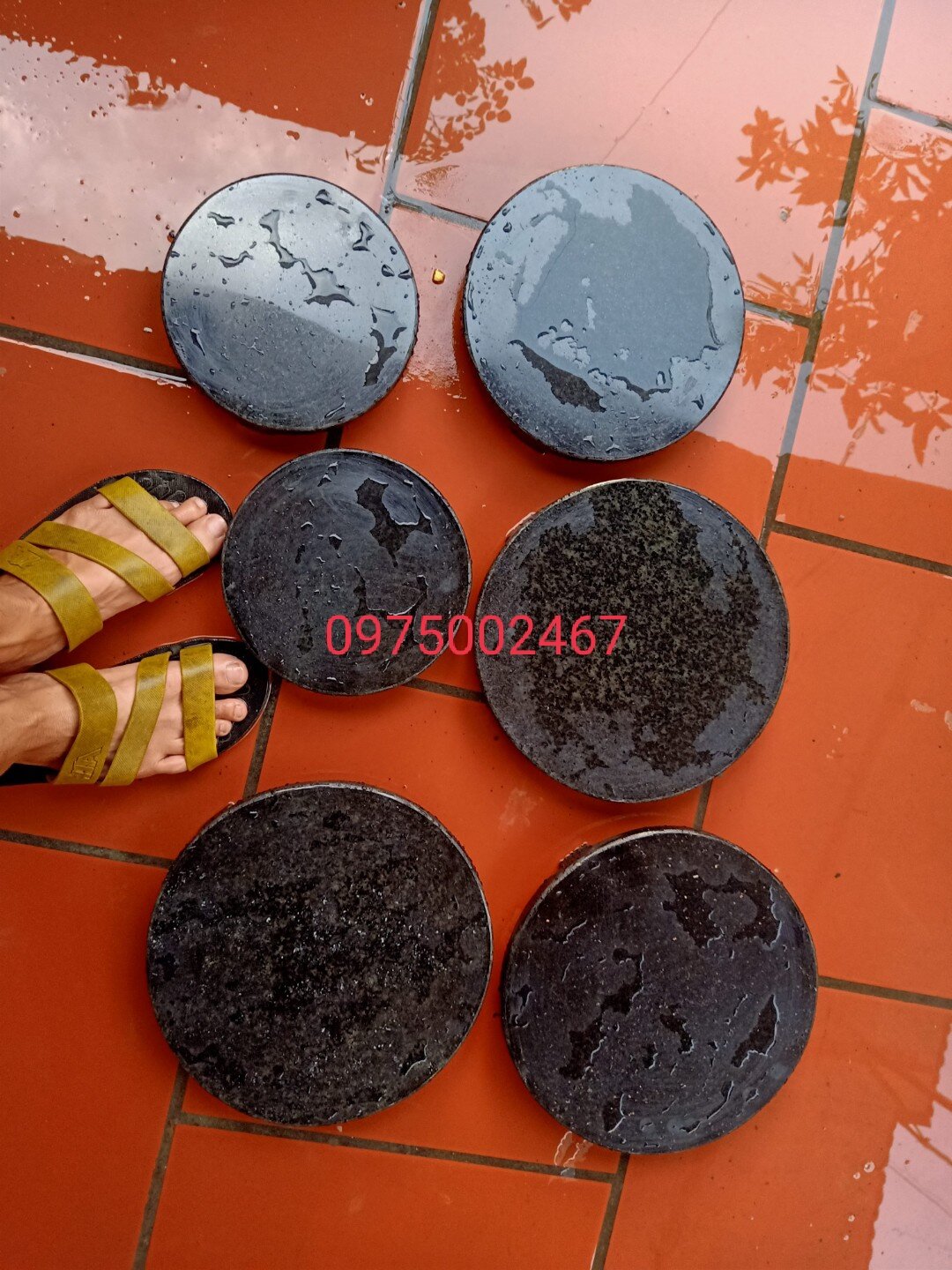 nấm đáy bể cá koi  .nấm đáy hồ cá