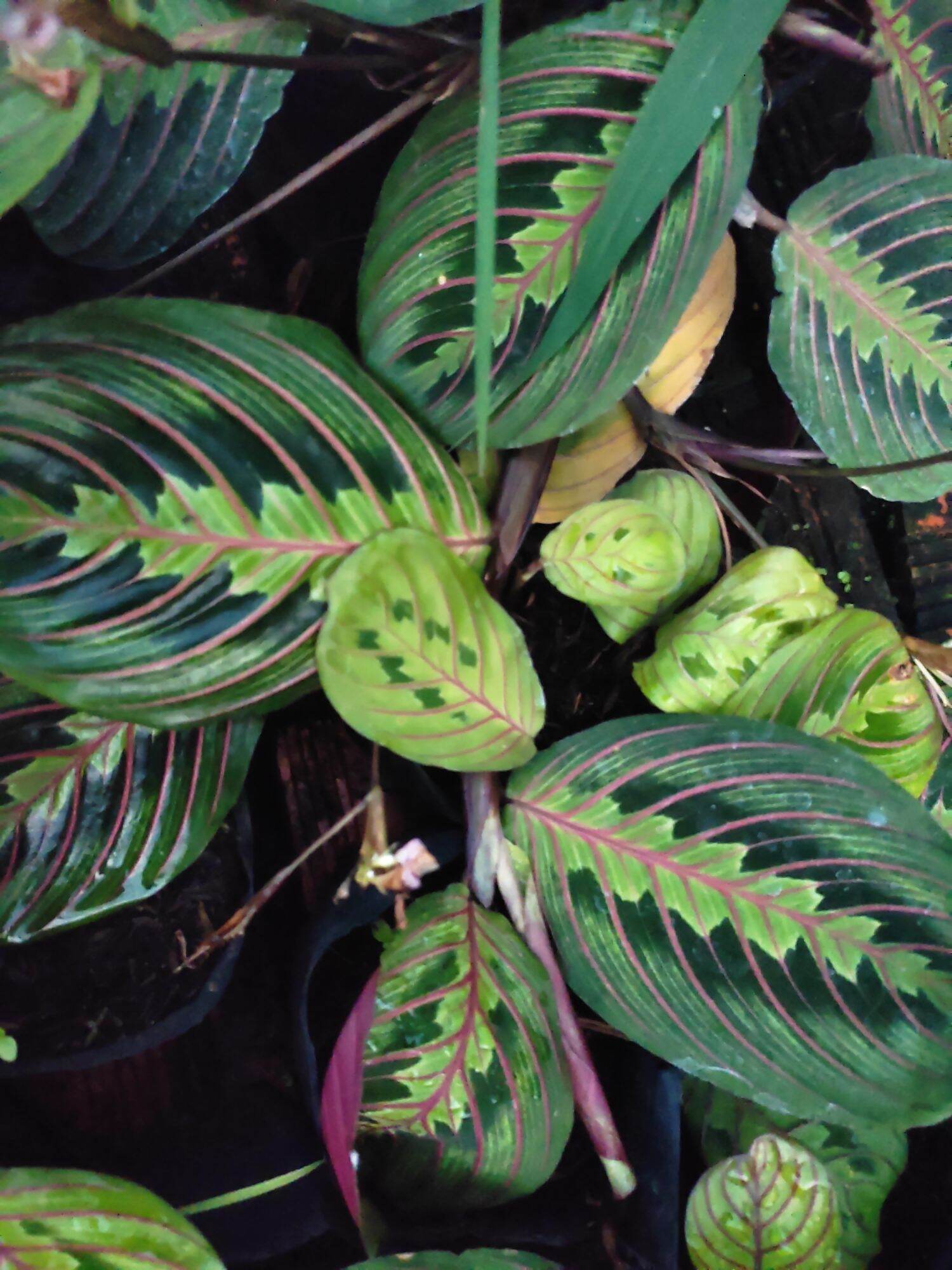 Cây giống đuôi công Maranta Red Prayer, kiểng lá hiếm, mua 3 tặng 1