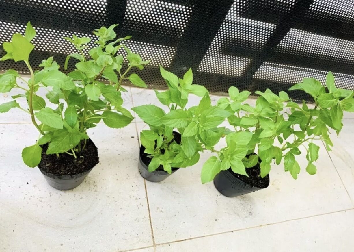 Chậu rau bạc hà Âu Basil mint