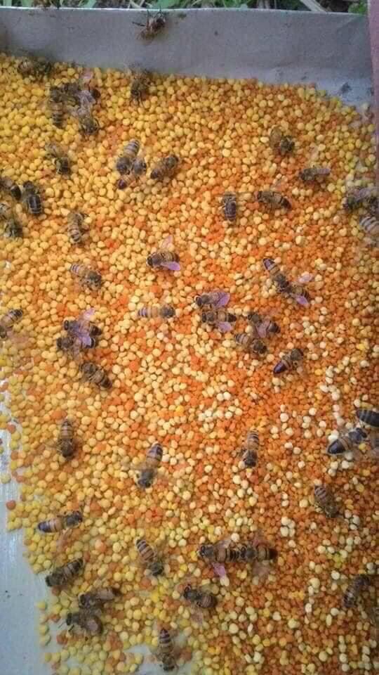 100g phấn hoa rừng