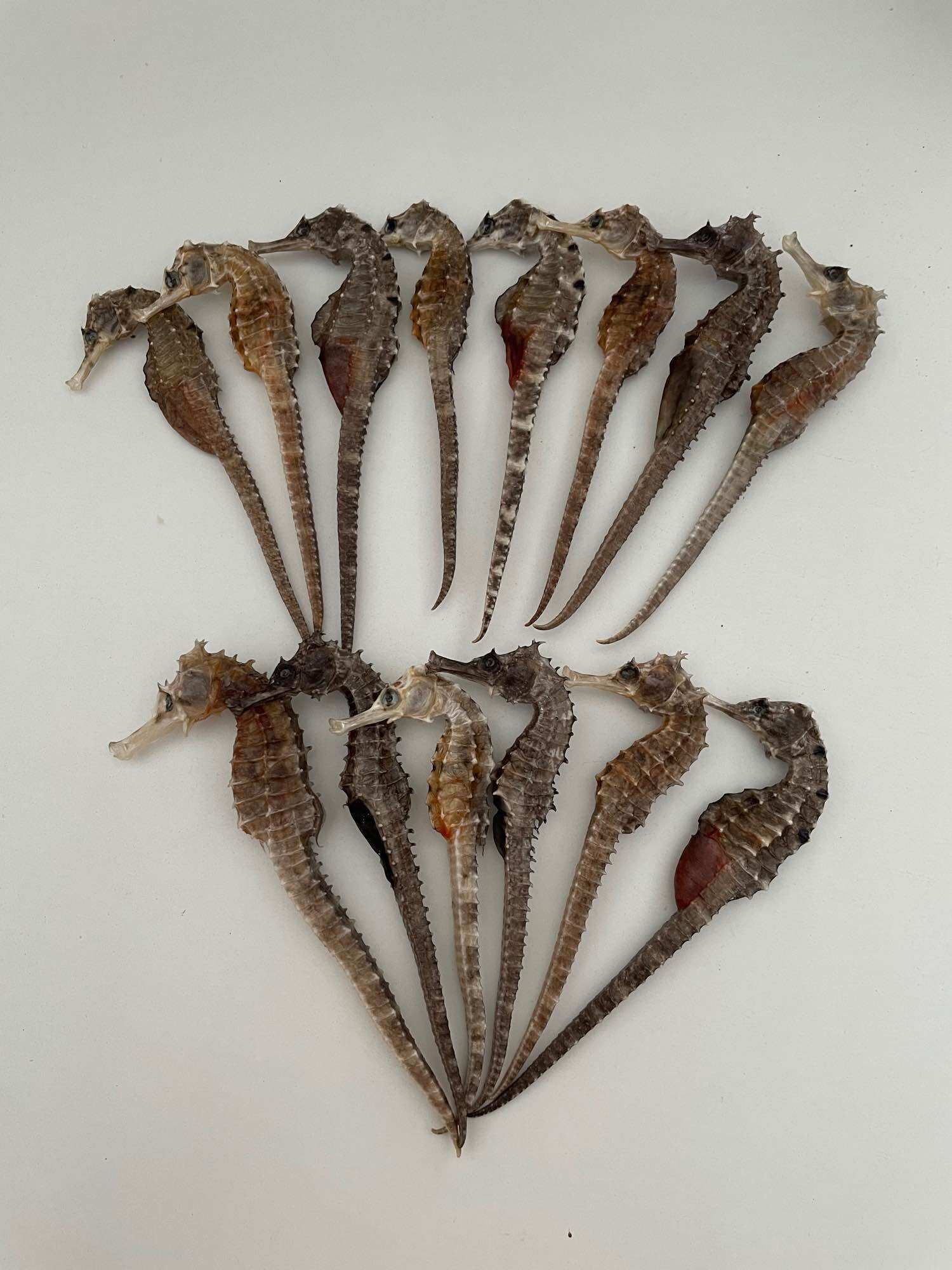 5 con cá ngựa khô size 11-13cm