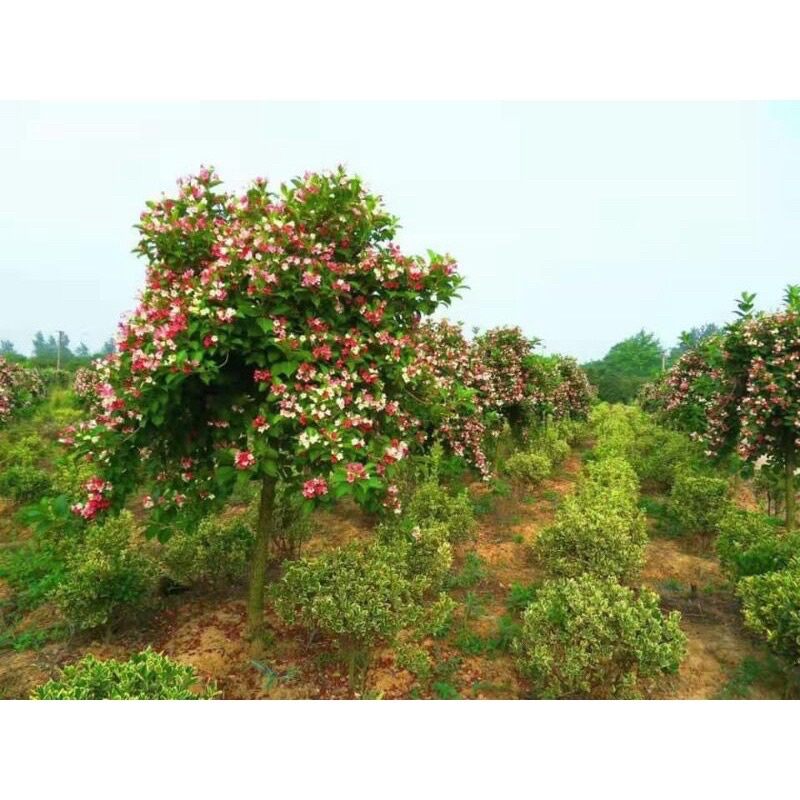 hoa đại cát (một bầu)