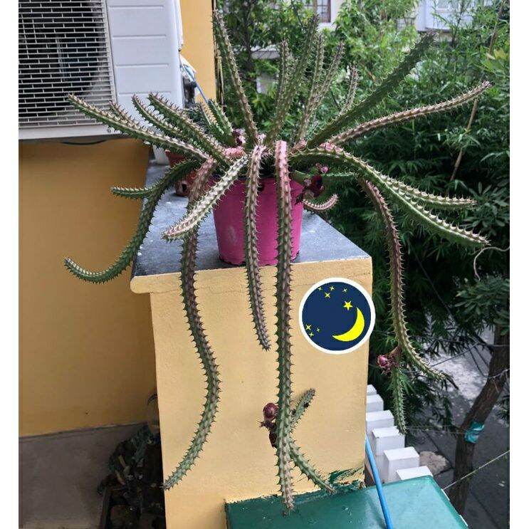 Cây xương rồng sao biển SB06
