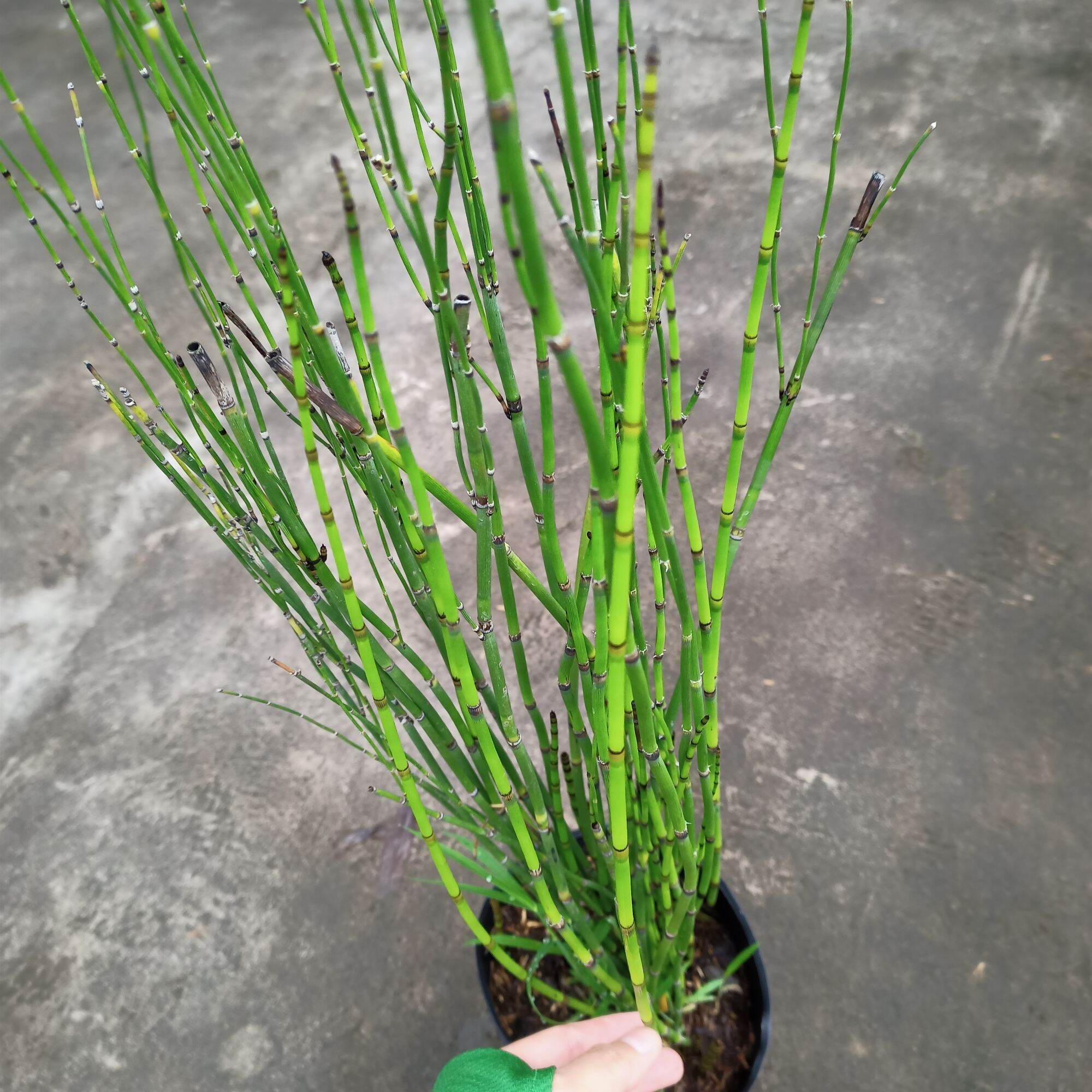 Chậu cây thiền trúc, trúc không lá