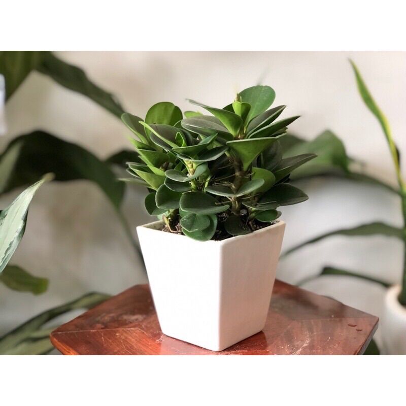 Cây trường sinh xanh
