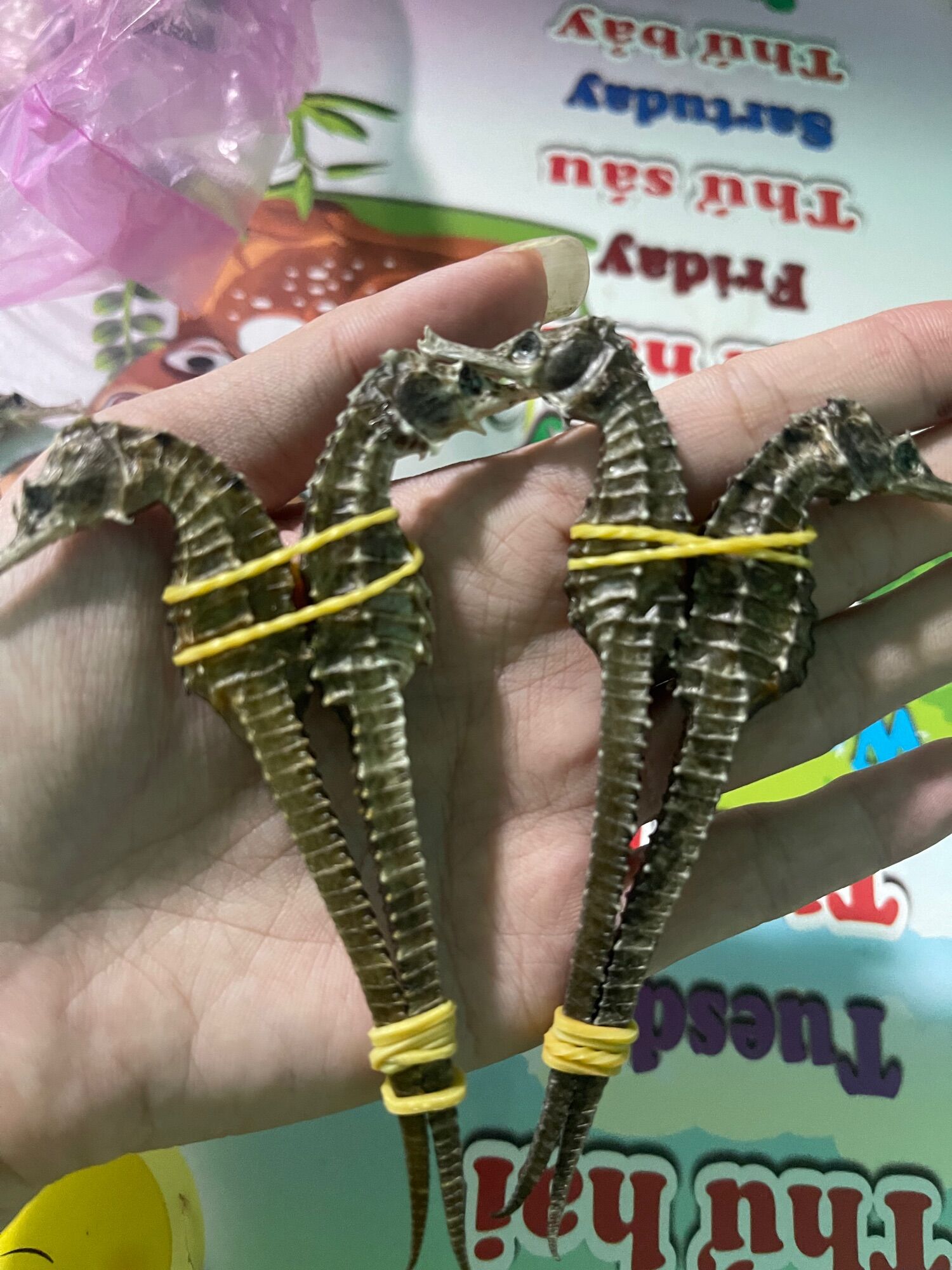 Set 20 con cá ngâm rượu 9-10cm y hình