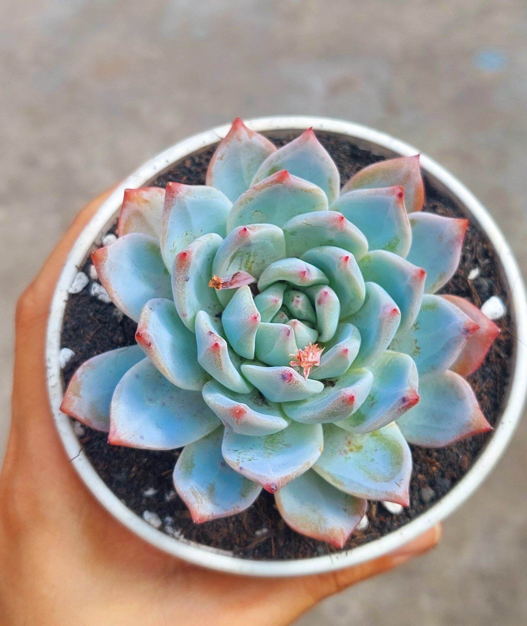 Sen đá CHIM HỒNG size trung 8 cm