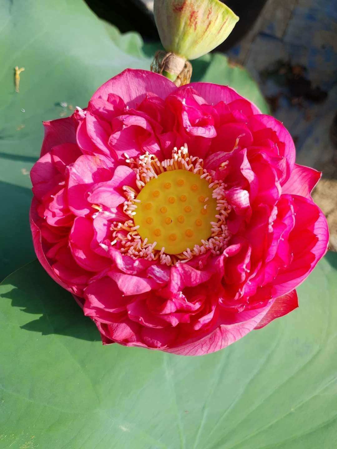 combo 5 củ sen ngẫu nhiên