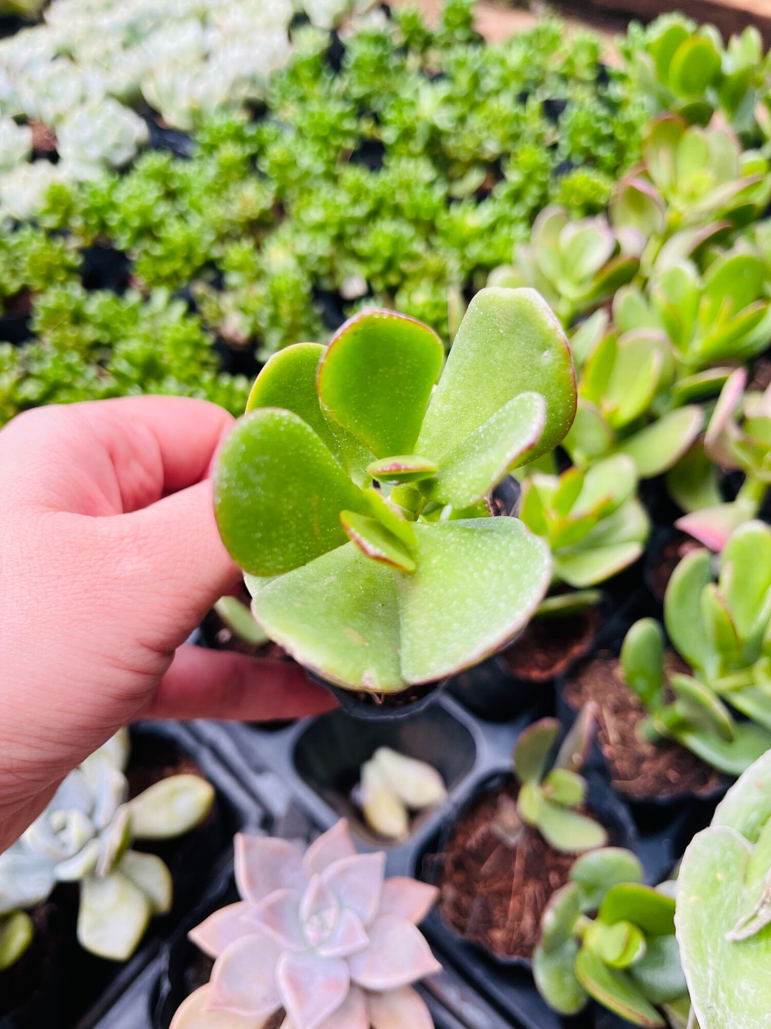Sen đá thạch bích size bầu 3-5 cm xuất vườn đà Lạt