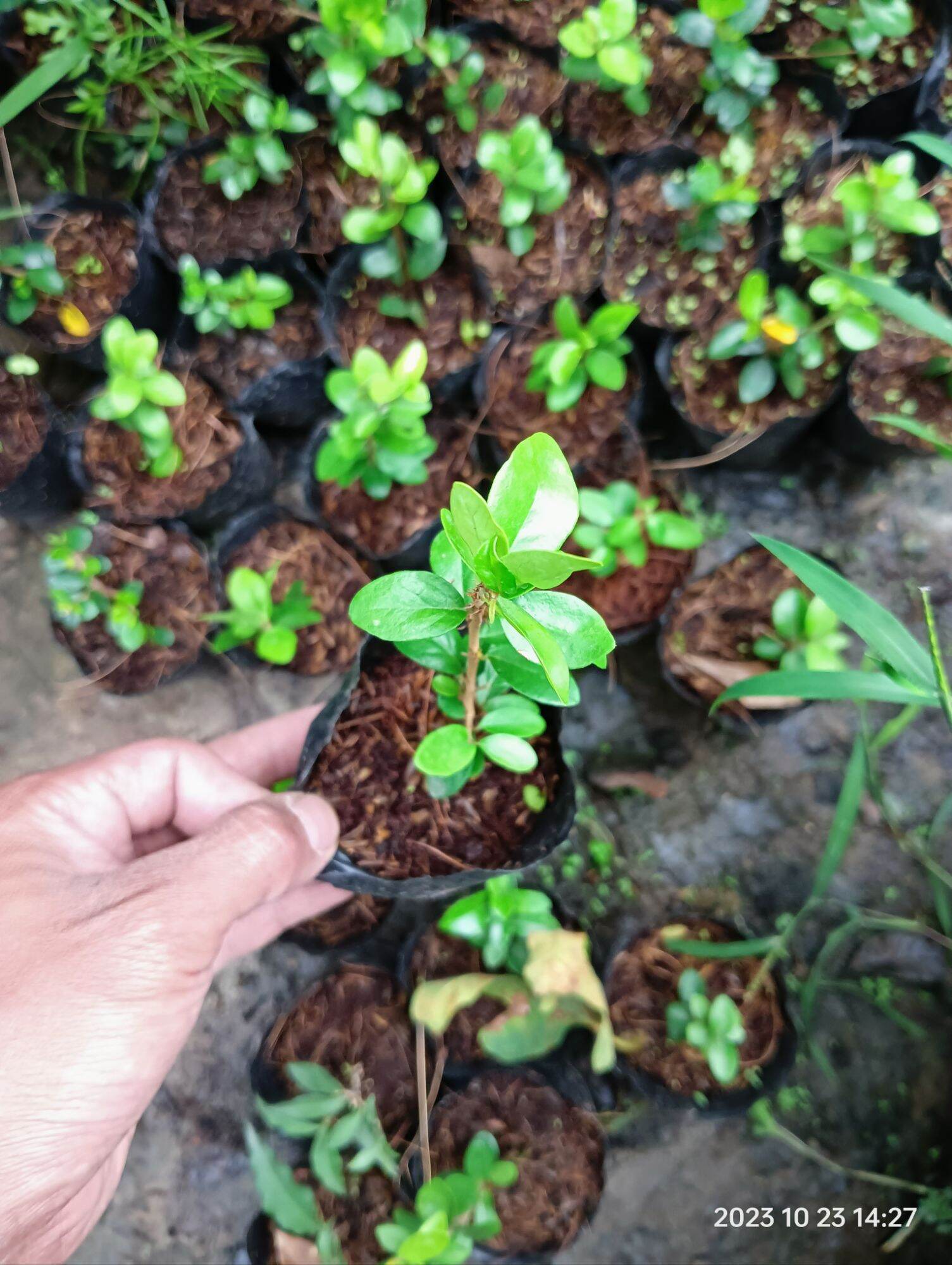 cây giống sam núi