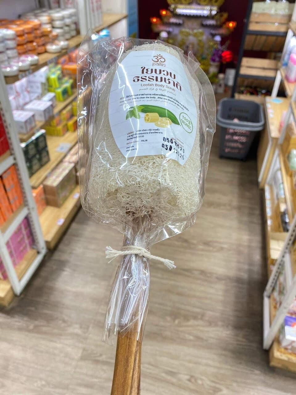 Cây sơ mướp chà lưng thái lan