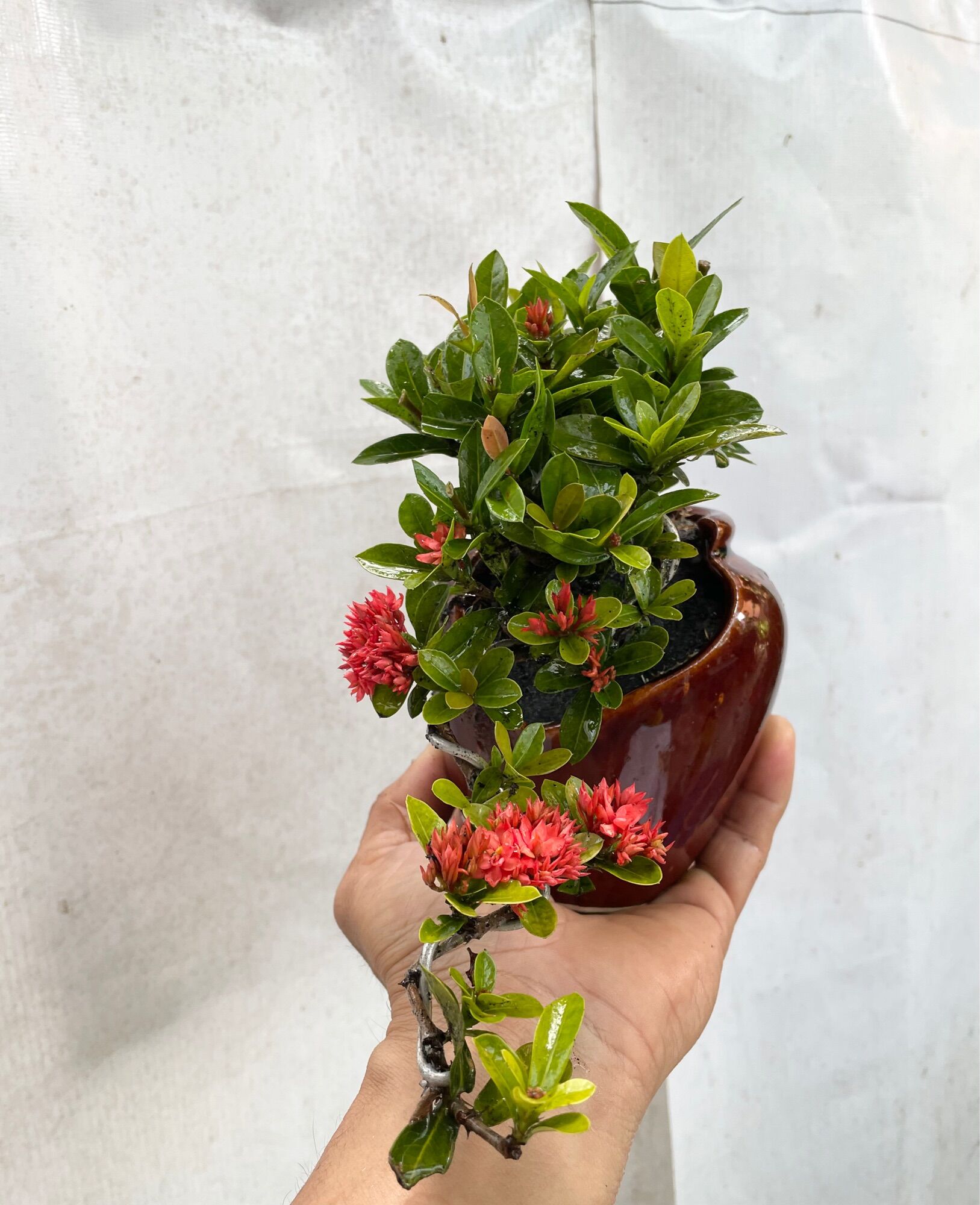 Cây Trang sen bonsai mini chậu lu