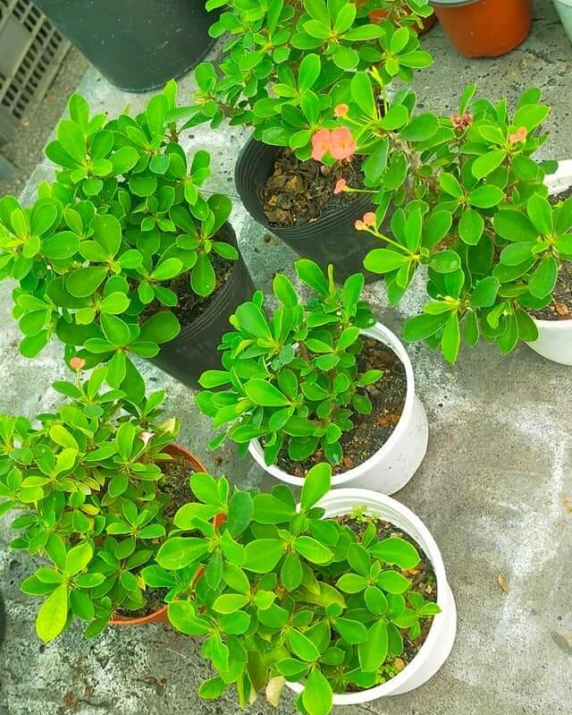 Cây xương rồng bát tiên mini nhật